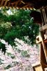 光明堂と桜（写真：椎名修）